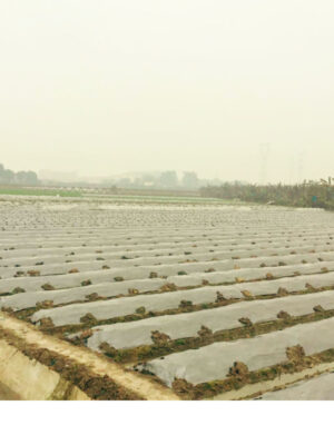 biodegradable agriculture film