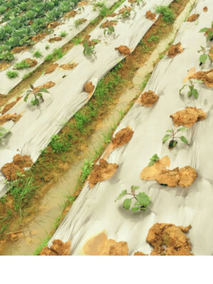 biodegradable agriculture film