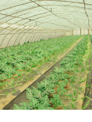 Corn starch agriculture film